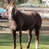 Horse Blanket Services Kalispell, MT Glacier Horse Blankets
