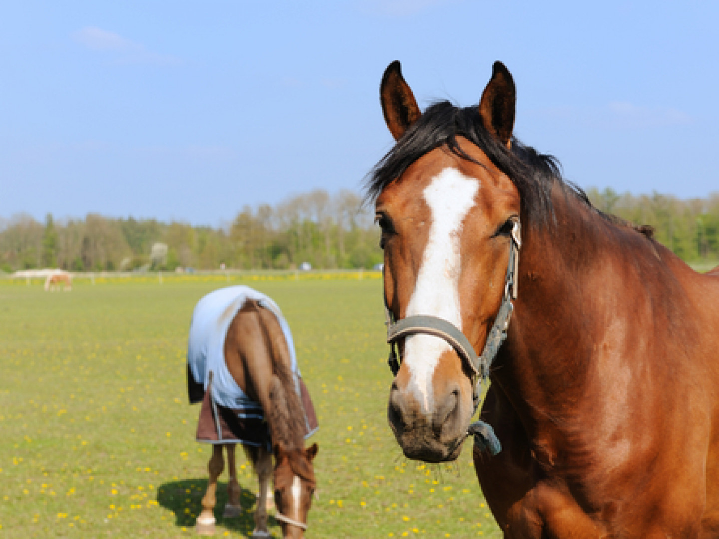 Horse Blanket Repairs, Horse Blanket Patching Service Kalispell, MT